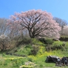 「ふくしま桜旅2025」の記録④　一本桜も群生も素晴らしい郡山市中田町編