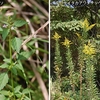 センブリの 花を開かせ 秋も更け。