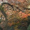 紅葉の鎌倉―化粧坂