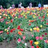 小松沢レジャー農園　羊山公園　芝桜　同僚3人で行ってきた！！！　③