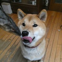 犬バカちゃんリン☆彡蕎麦屋の風鈴♬　へ～　食べるんだ…　シャイン風オヤツ考