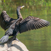 🦜野鳥の回【170】5/10カワウ・キジ・アマサギ風・怖い顔の犬風の何か