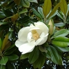 Magnolia grandiflora　タイサンボク