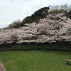 グリーンパークで、お花見🌸