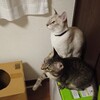  猫2匹と遊ぶのは難しい