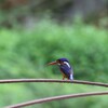 ルリカワセミ(Blue-eared Kingfisher)