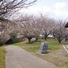 藤山公園 陽だまりの丘・梅＆メジロ