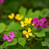 4月最後の植物園 Ⅲ