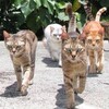後ろ足が不自由な子猫を見て思った事
