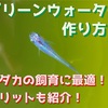 グリーンウォーターの作り方！メダカの飼育に最適！メリットも紹介！