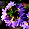 　時差ぼけ解消のために悪戦苦闘（写真はフランスのとあるサービスエリアの花壇で見つけた可憐な花、名前は分からない）