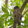 アオバズク雛の確認3日目です