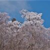 雪中のフクジュソウと霧氷・満開のエドヒガンザクラ