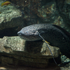 プロトプテルス・エチオピクス Protopterus aethiopicus