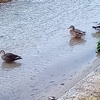 水鳥たちを眺める