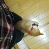 足元でくつろぐ
