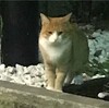 ウォーキングで見た猫