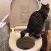 猫　洋式トイレトレーニング講座 終了