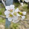 桜は咲いたのに寒い札幌！中山峠は積雪で真っ白になったそうです