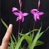 Bletilla hybrid