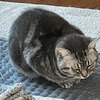 みーちゃん用のリビングのホットカーペットが突然壊れた。