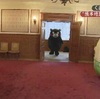 「くまモン」が福岡県庁を訪れ、熊本地震で支援に対しお礼