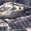 【MHW:I】凍てつく国の白い騎士