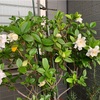 今年はクチナシの花がたくさん咲きそう
