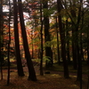 燃える紅葉のなかで