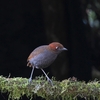 Chestnut-naped Antpitta クリエリジアリドリ