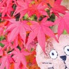 ヤマネコハゥスのもみじ自慢🍁(*˘ー˘*)