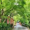 京都で見るとなぜ格別？人ごみを避けて！？
