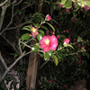 山茶花20250115