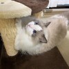 今夜はなぜかこたつ入り