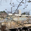松川べり 〜城址公園 松川公園周辺(富山市)【2024富山県内お花見チャレンジ・その1】
