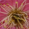 梅の花。
