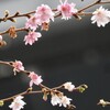 京橋の十月桜