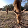 奈良公園お散歩🦌 ＆ お茶屋さんのかき氷🍧