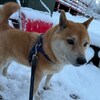 老犬ホームあん｜新人さん チャチャマル^^