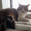 chatGPTによるキジ猫の肉球占い