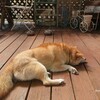 どうしたの？・・・いたずらするからよ！柴犬きなこの様子が・・・。