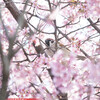 長徳寺のおかめ桜