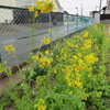 浜ちゃん日記     恵みの雨と花ラインの形成