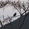 朝の鳥たち＠高知県宿毛市の河原近く