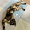 もなちゃん夏バテ？少し食欲が落ちているような。