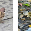 野鳥の腸内微生物叢の研究　都市部のスズメ vs 農村部のスズメ