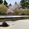 【龍安寺】満開の桜が石庭を彩る格別の春！桜美しき鏡容池と庭園をぶらり散歩