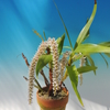Eria multiflora