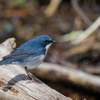 2019年4月28日の鳥撮り(3/3)-軽井沢