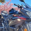 去年の2月は桜が満開🌸